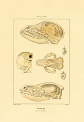 Cráneos, 1833-39